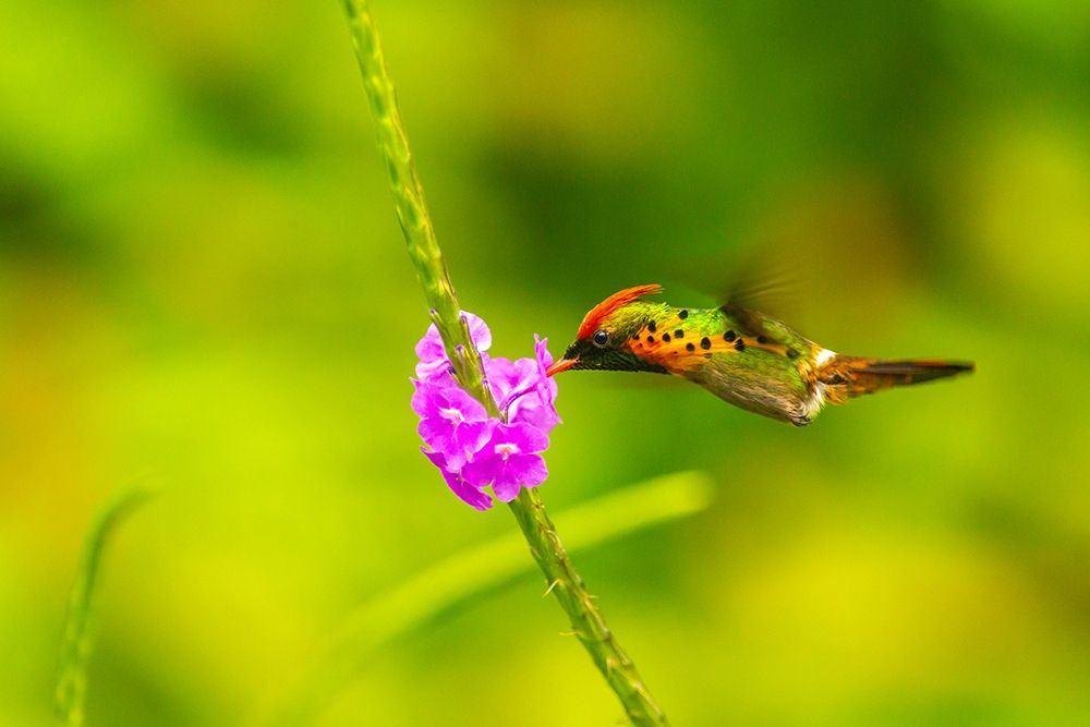 Caribbean-Trinidad-Asa Wright Nature Center Female tufted coquette hummingbird feeding